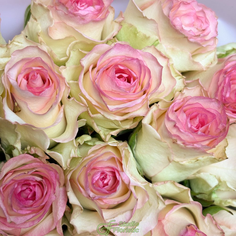 Букет из белых Роз Кения с розовой каймой 40 см 51 шт «Поцелуй Зари» Букет из белых Роз Кения с розовой каймой 40 см 51 шт «Поцелуй Зари»