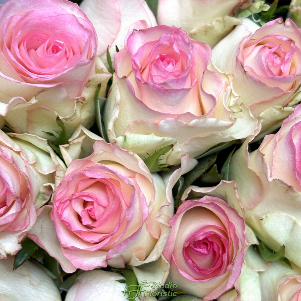 Букет из белых Роз Кения с розовой каймой 40 см 101 шт «Сладкий Секрет» Букет из белых Роз Кения с розовой каймой 40 см 101 шт «Сладкий Секрет»