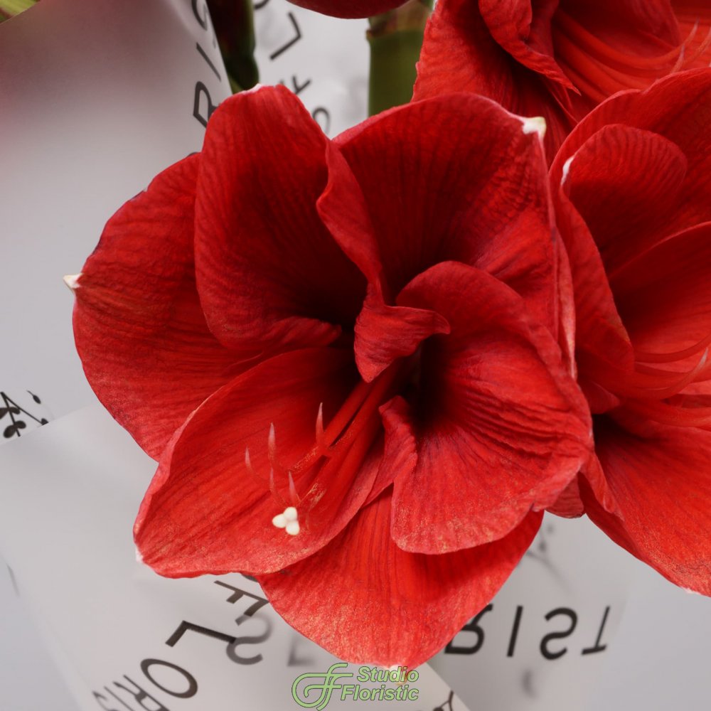 Букет из Амариллиса 3 шт «Зимняя Звезда» Букет из Амариллиса 3 шт «Зимняя Звезда»