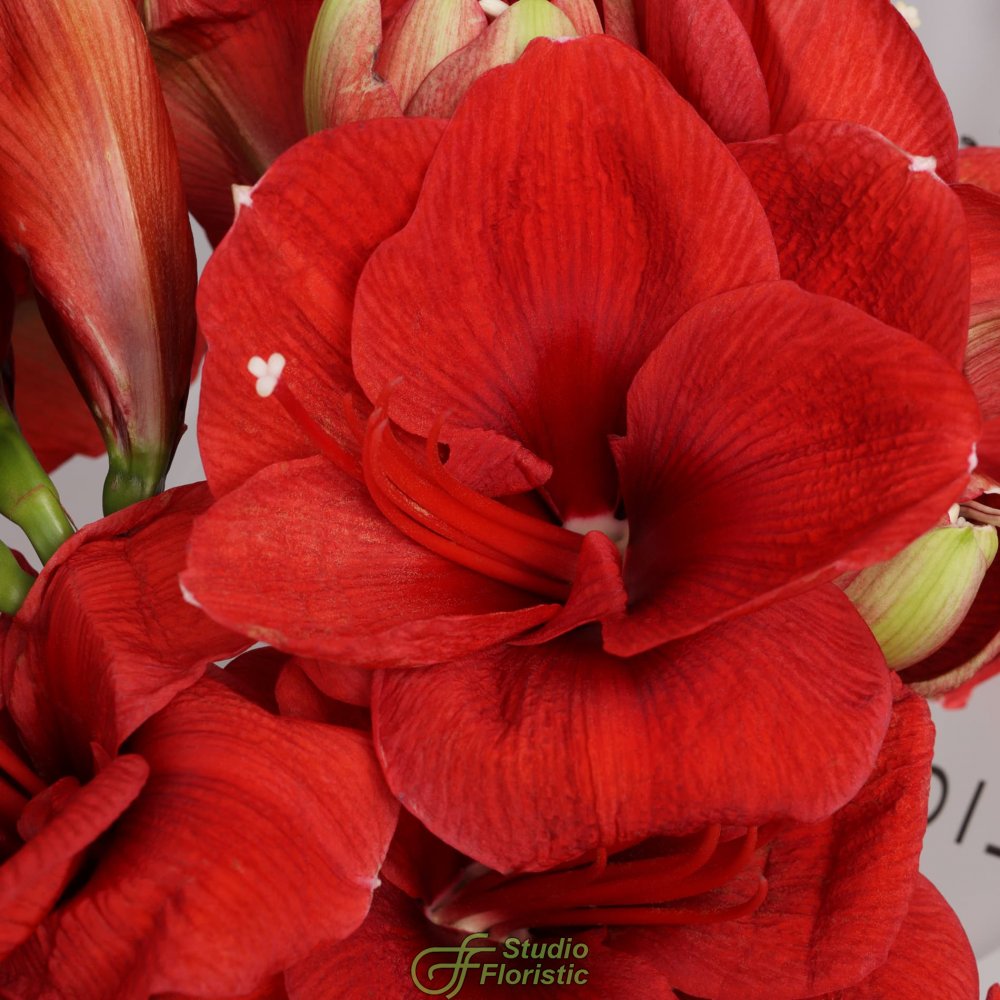 Букет из Амариллиса 5 шт «Огонек на Снегу» Букет из Амариллиса 5 шт «Огонек на Снегу»