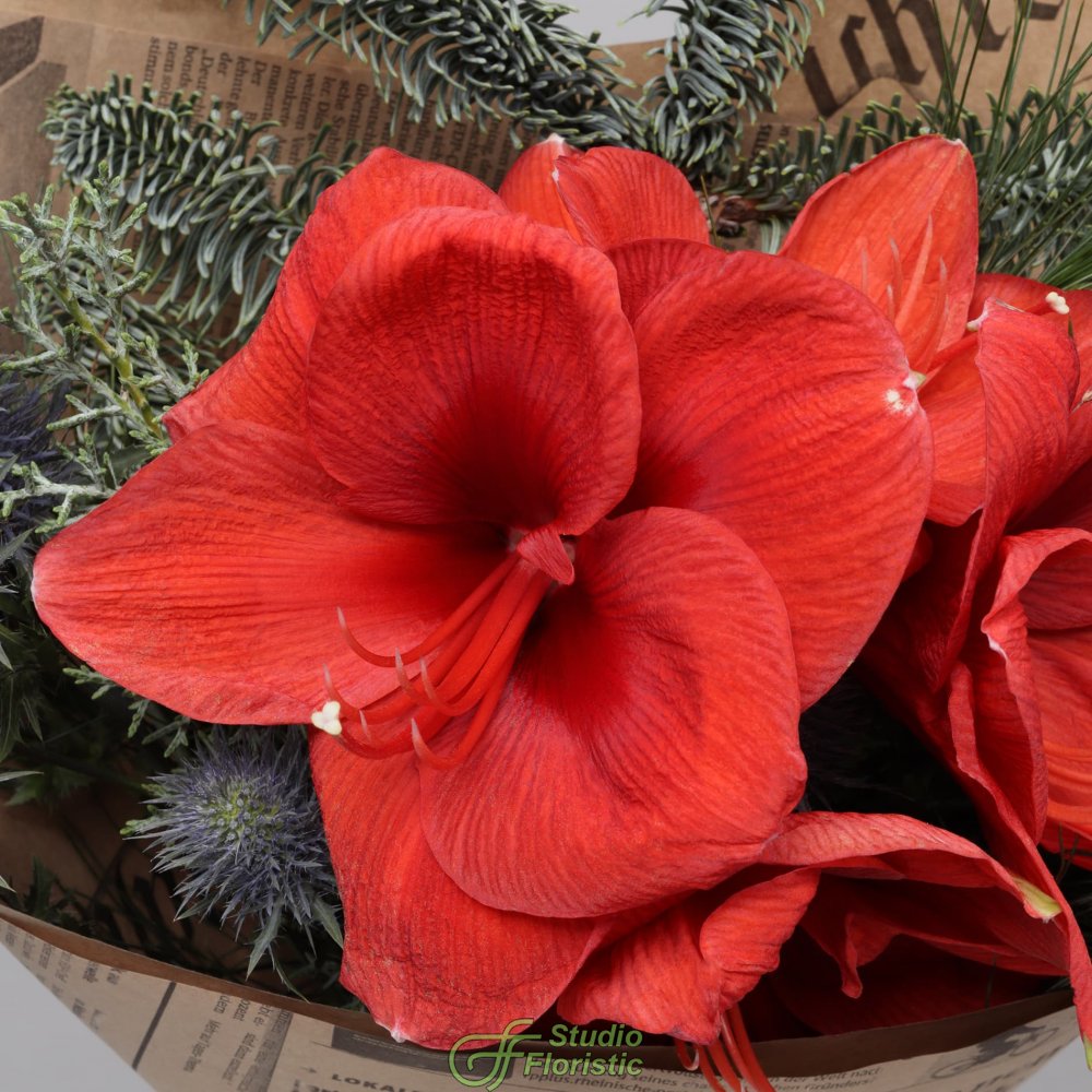 Новогодний букет из Амариллиса и Эрингиума «Рождественский Свет» Новогодний букет из Амариллиса и Эрингиума «Рождественский Свет»