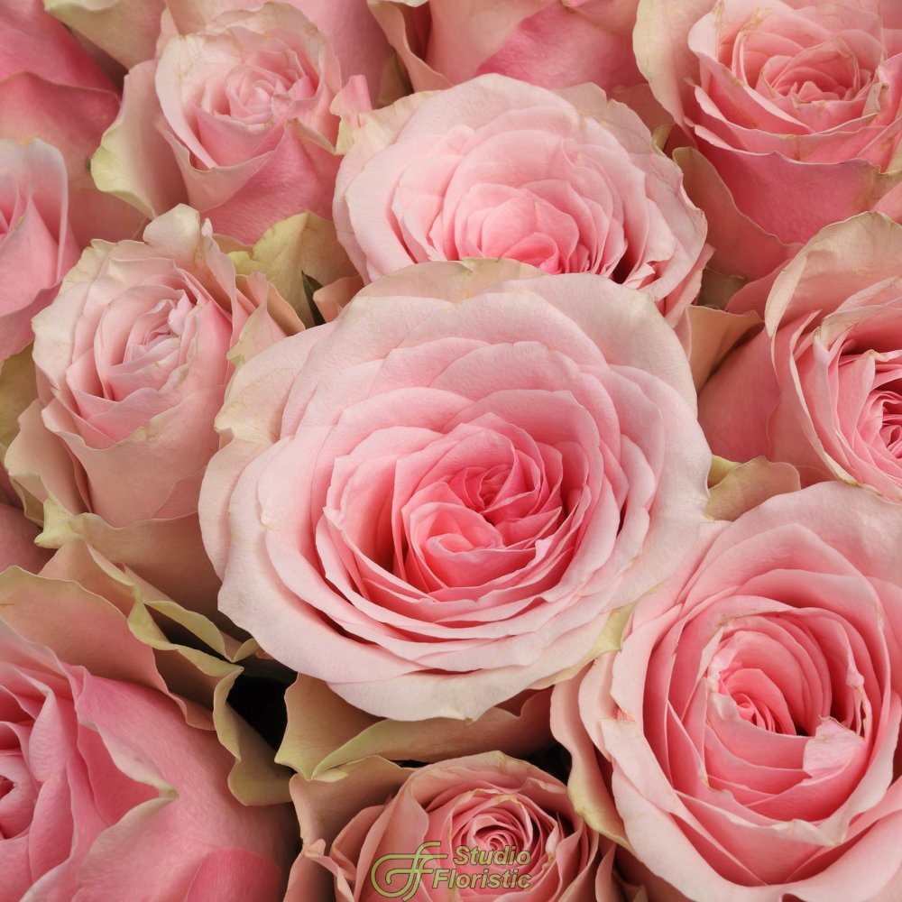 Букет из розовых Роз Кения 60 см 101 шт «Нежный Шлейф» Букет из розовых Роз Кения 60 см 101 шт «Нежный Шлейф»