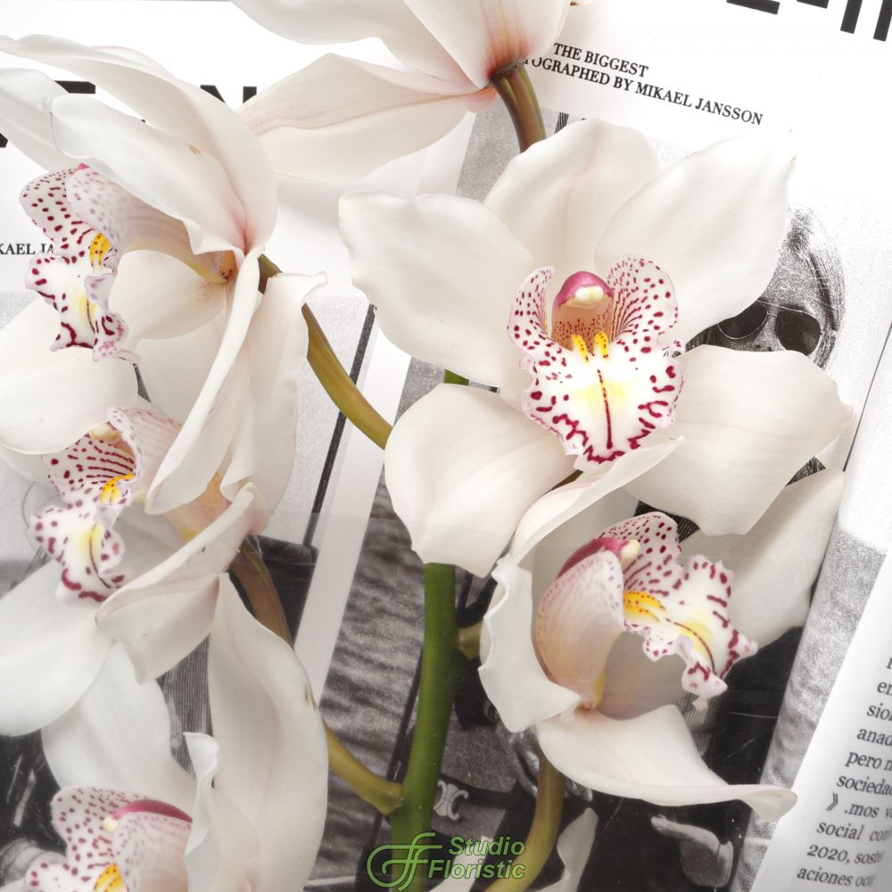 Букет из ветки Белой Орхидеи «Чистый Лист» Букет из ветки Белой Орхидеи «Чистый Лист»