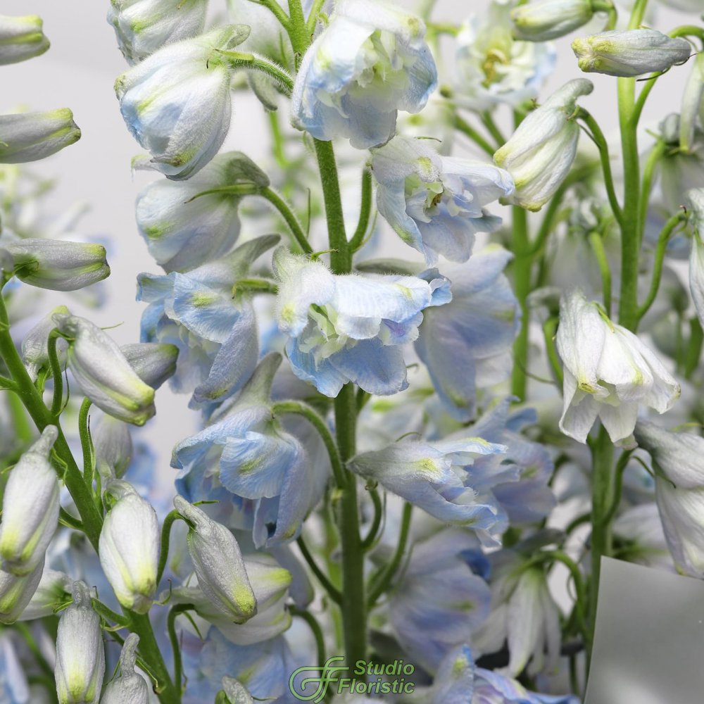 Букет из Дельфиниума 9 шт «Лазурная Нежность» Букет из Дельфиниума 9 шт «Лазурная Нежность»