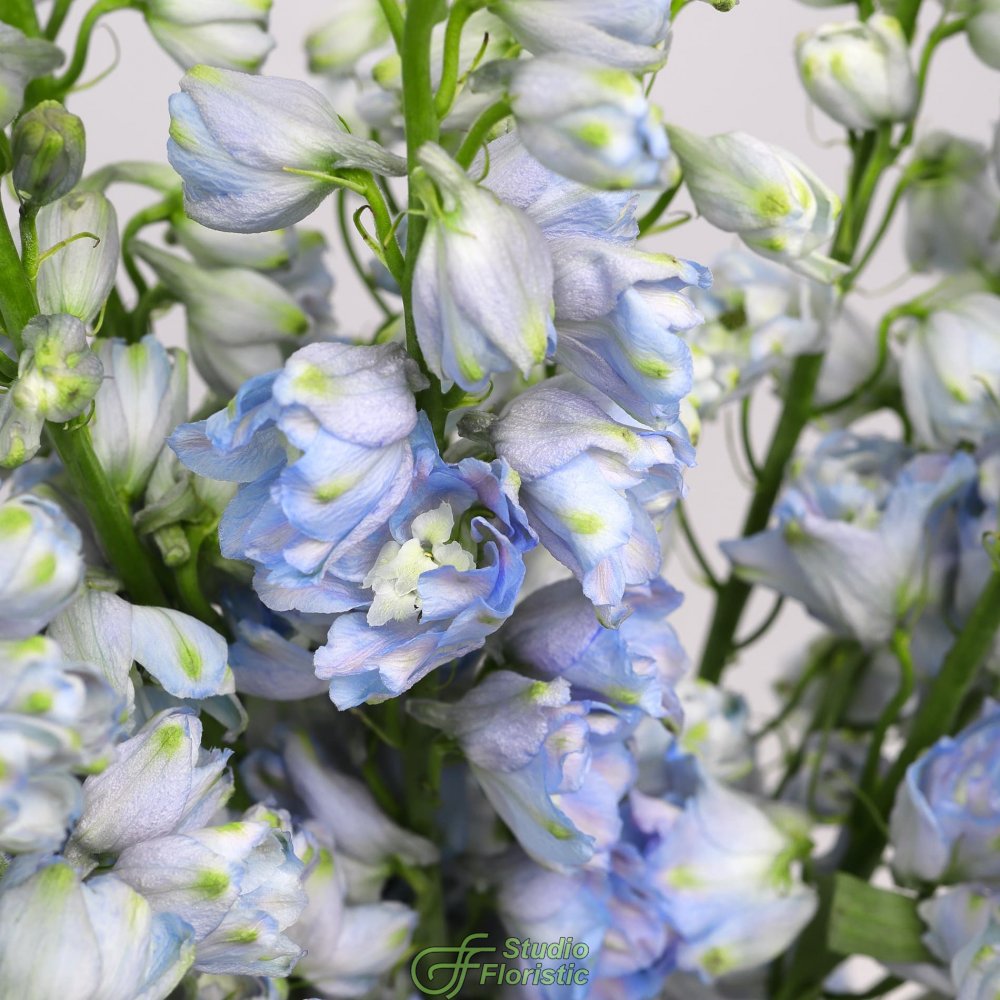 Букет из Дельфиниума 15 шт «Летний Дождь» Букет из Дельфиниума 15 шт «Летний Дождь»