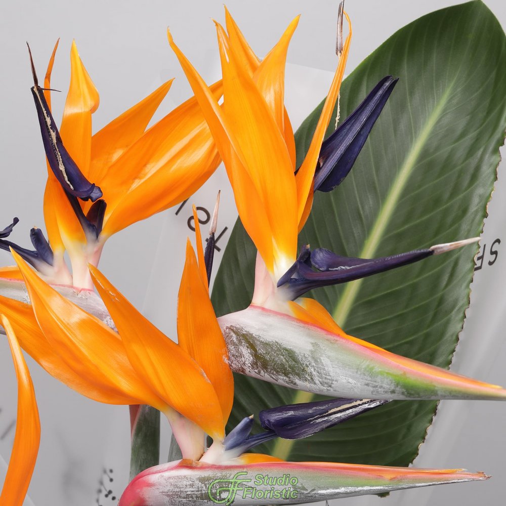 Букет из Стрелиции 5 шт «Перо Жар-Птицы» Букет из Стрелиции 5 шт «Перо Жар-Птицы»