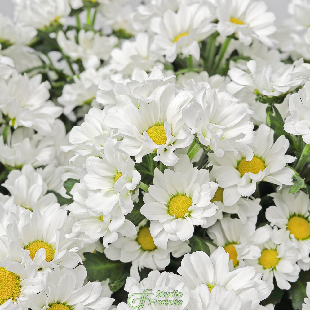 Букет из Белых Хризантем Сантини 15 шт «Нежность Дня» Букет из Белых Хризантем Сантини 15 шт «Нежность Дня»