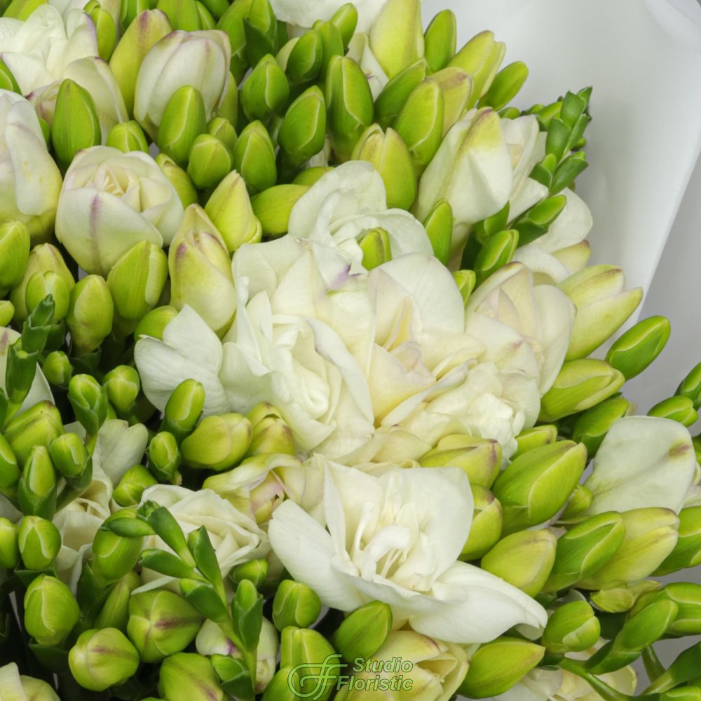 Букет из Белых Фрезий 51 шт «Ванильные сны» Букет из Белых Фрезий 51 шт «Ванильные сны»