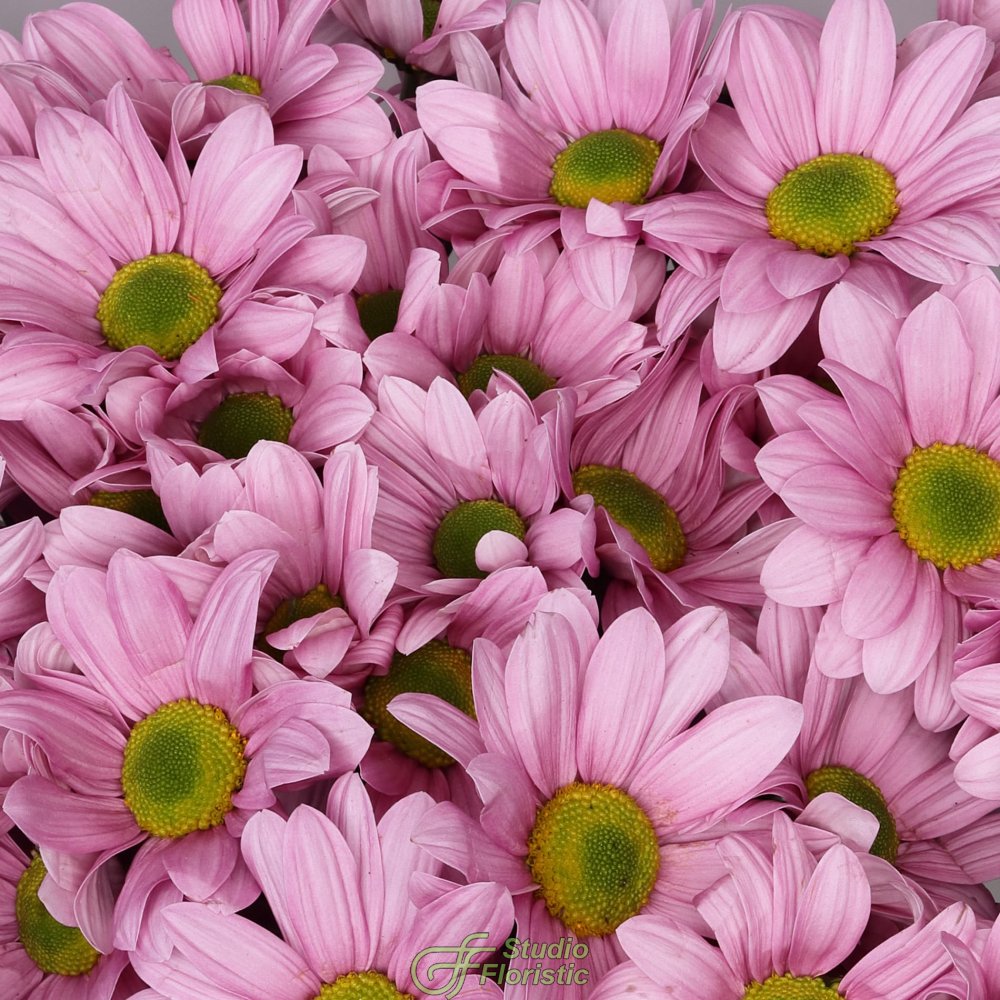 Букет из Розовых Кустовых Хризантем 9 шт «Кэнди» Букет из Розовых Кустовых Хризантем 9 шт «Кэнди»