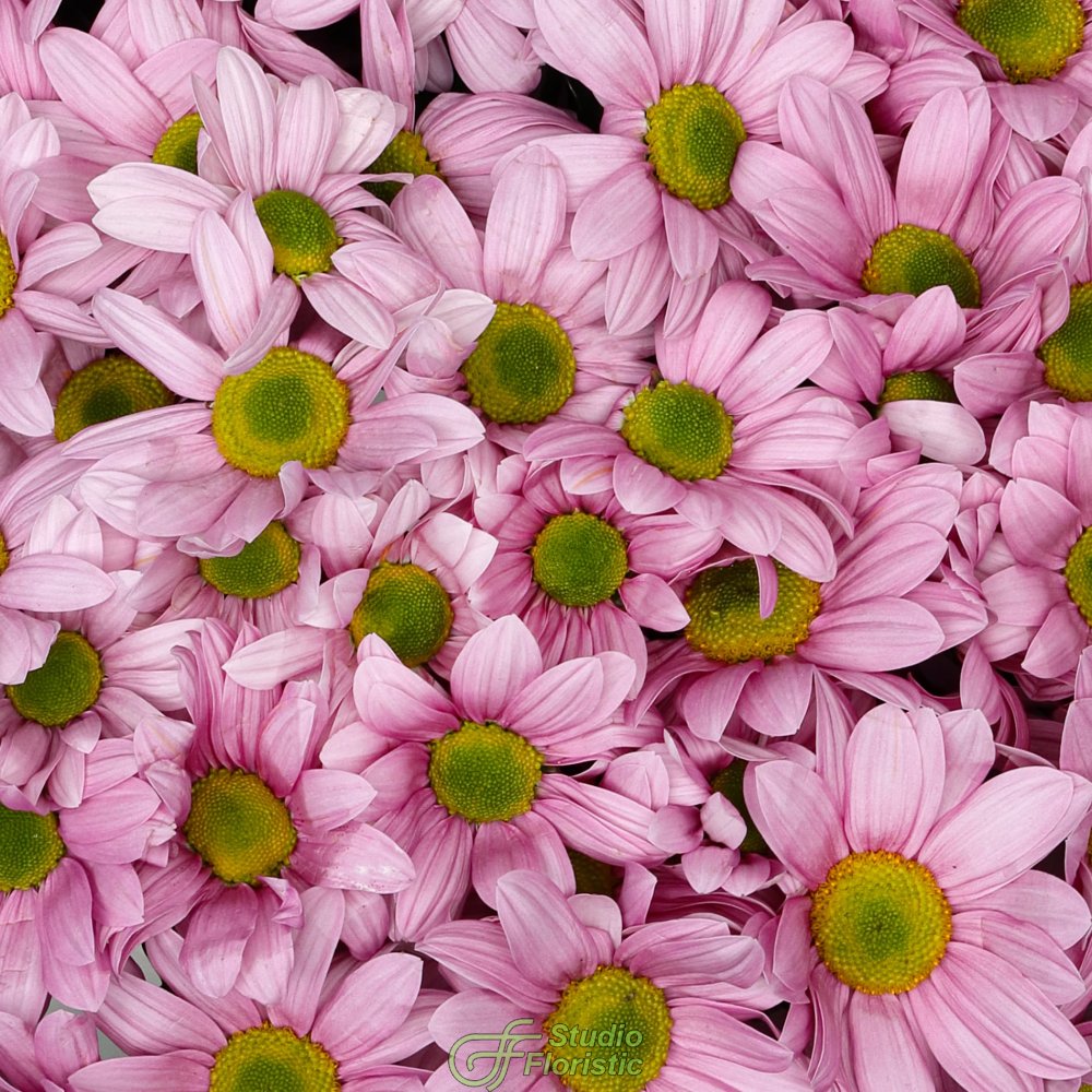 Букет из Розовых Кустовых Хризантем 25 шт «Балет» Букет из Розовых Кустовых Хризантем 25 шт «Балет»