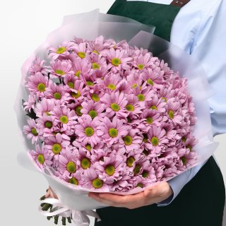 Букет из Розовых Кустовых Хризантем 25 шт «Балет»