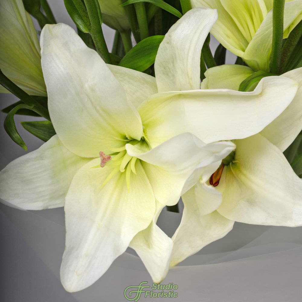 Букет из Белой Азиатской Лилии 9 шт «Белое сияние» Букет из Белой Азиатской Лилии 9 шт «Белое сияние»