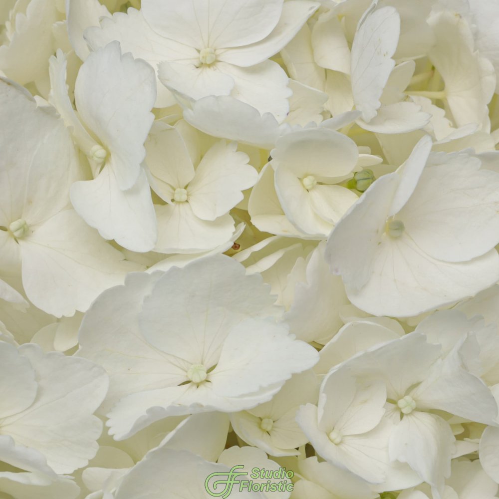 Букет из Гортензии «Белая гортензия» Букет из Гортензии «Белая гортензия»