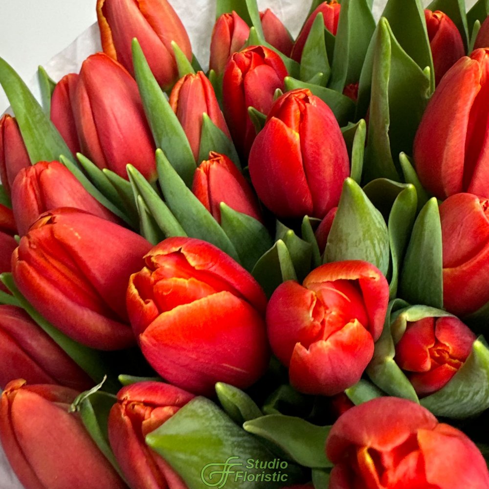 Пачка красных тюльпанов Пачка красных тюльпанов
