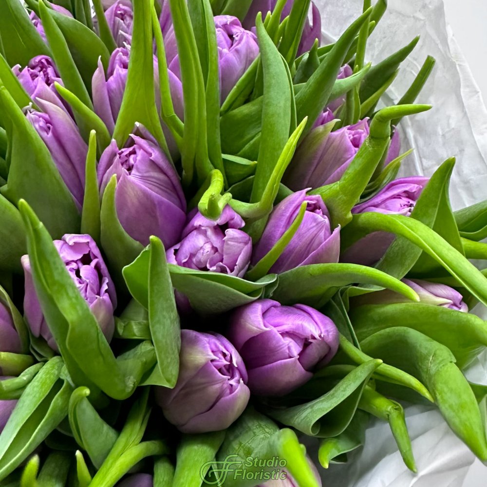Пачка фиолетовых пионовидных тюльпанов Пачка фиолетовых пионовидных тюльпанов