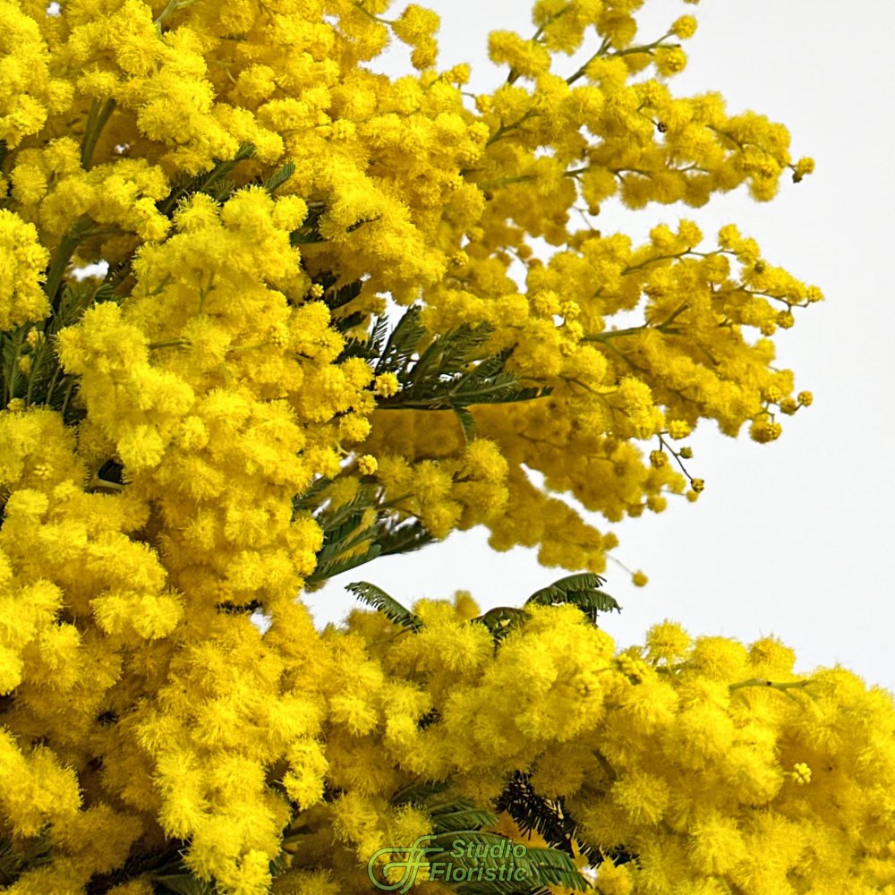 Букет из Мимоз 9 шт «Свидание с весной» Букет из Мимоз 9 шт «Свидание с весной»