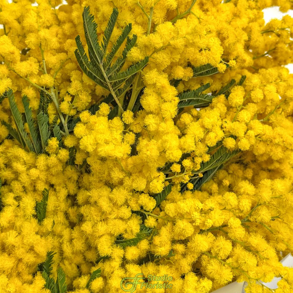 Букет из Мимоз 19 шт «Мартовское утро» Букет из Мимоз 19 шт «Мартовское утро»