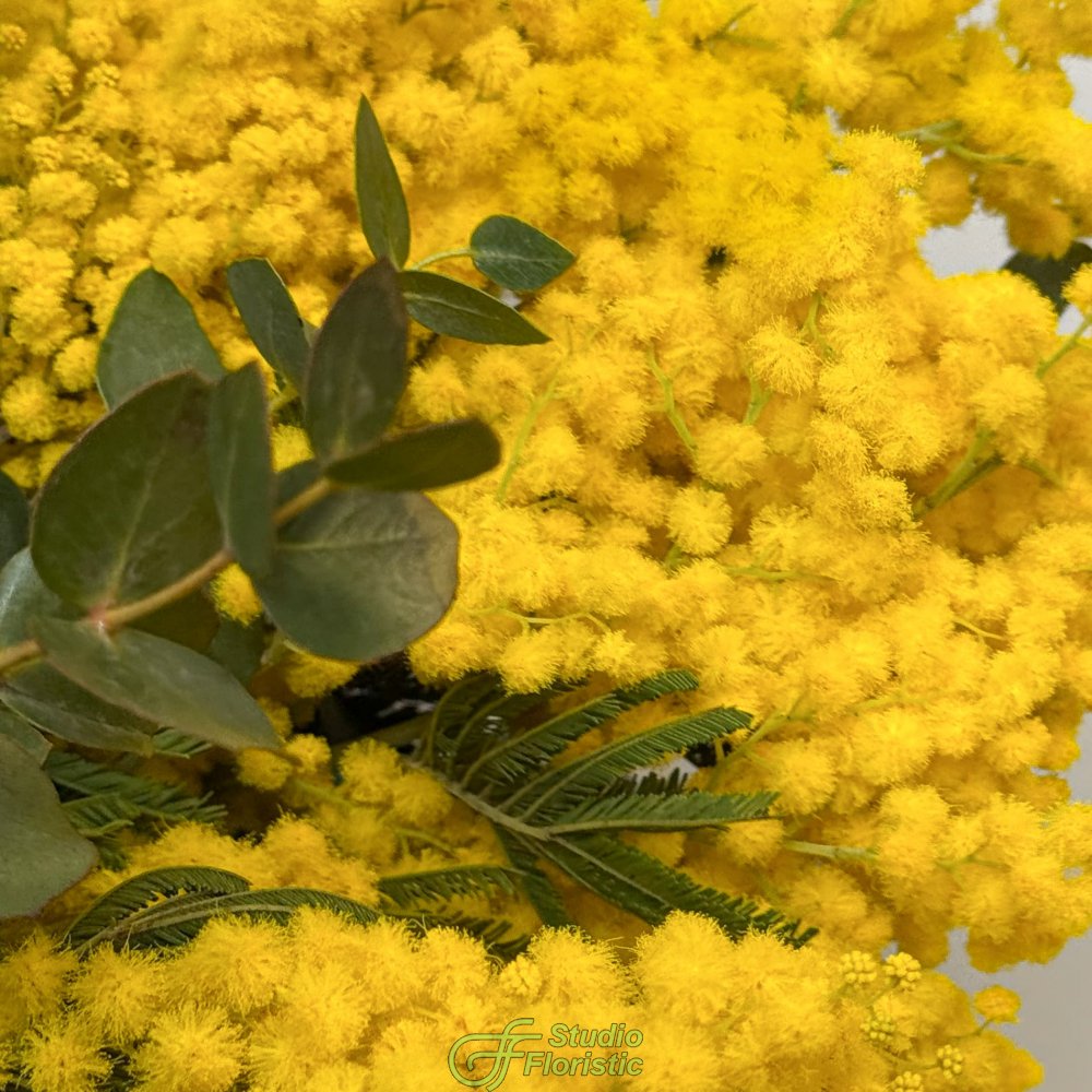 Букет из Мимоз 9 шт с эвкалиптом «Солнце в ладонях» Букет из Мимоз 9 шт с эвкалиптом «Солнце в ладонях»