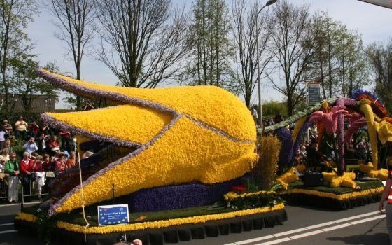 Фестиваль цветов в Голландии